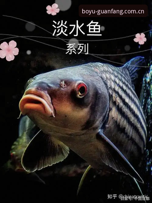 博鱼app苹果版 博鱼体育官网深度分析:老用户眼中的博鱼app苹果版体验全解